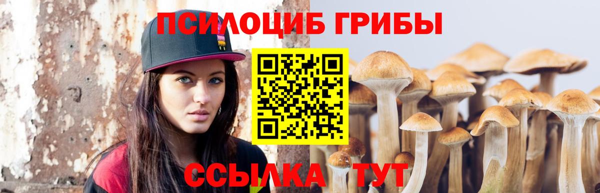 как найти закладки  Псилоцибиновые грибы ЛСД  Вход с VPN  Новозыбков 